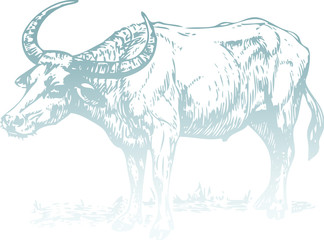 Vector illustration of  Vietnam Buffalo