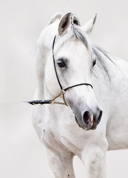 portrait of white arabian horse at grey background