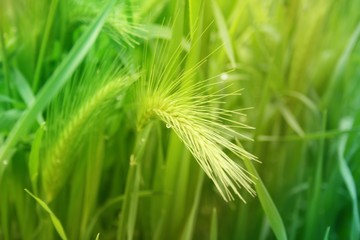 Green wheat