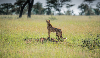 Mother Cheetah  stalking an Impala (Serengeti, Tanzania)