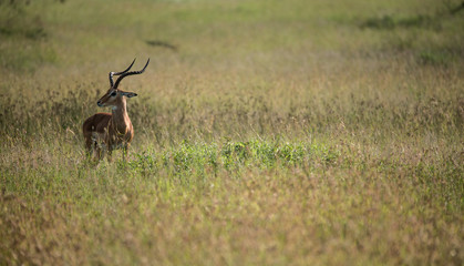 Impala being stalked by mother Cheetah and her small cubs in the Serengeti