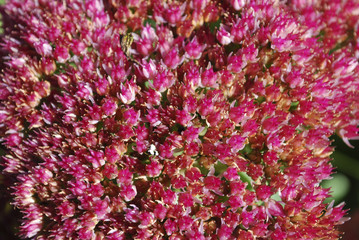 Obraz premium Sedum telephium 'Herbstfreude' blossoming. Decorative plants for autumn garden. 