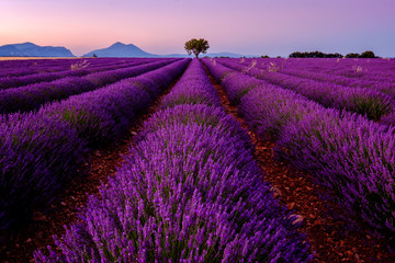 Fototapeta na wymiar Tree in lavender field at sunrise in Provence, France