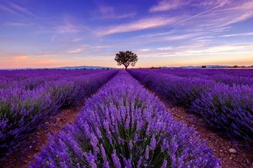 Deurstickers Violet Boom in lavendelveld bij zonsopgang in de Provence, Frankrijk