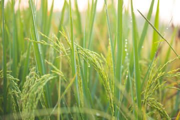 rice field