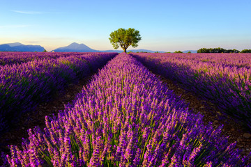 Obraz na płótnie Canvas Tree in lavender field at sunrise in Provence, France