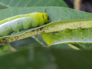 Caterpillar Walked on The leaf