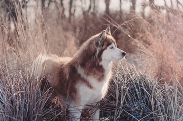 Siberian husky standing on a frosty field