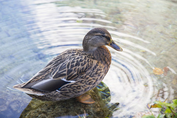 Ente