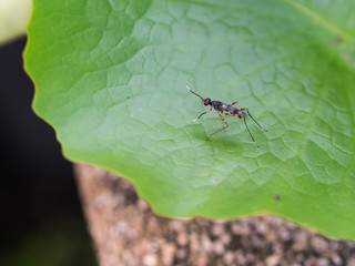 Small Insect on The Lotus Leaf