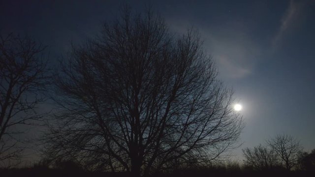 10892 moon rise behind tree
