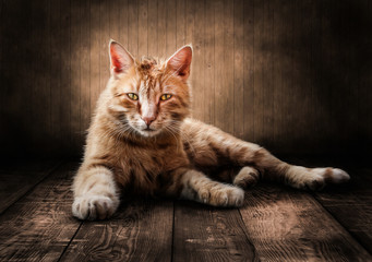 Stubentiger © Werner Dreblow