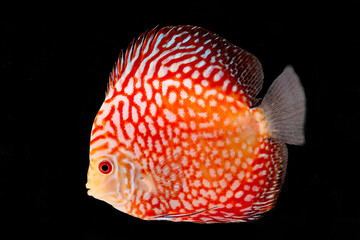 Discus Fish on Black Backgroung