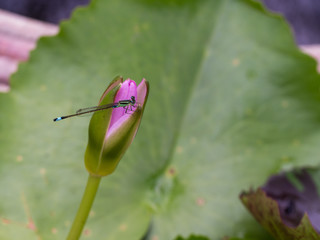 Dragonfly Perched on Pink Lotus