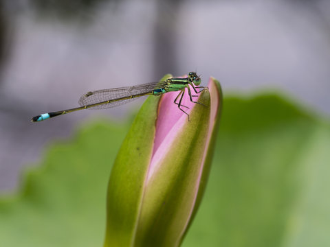 Dragonfly Perched on Pink Lotus