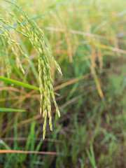 Fototapeta premium Ears of Rice Field