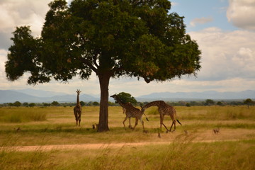 Fototapeta na wymiar Giraffen on Tansania