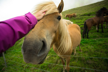 Girl hand touch beautiful horse, Iceland.