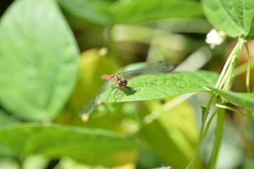 Dragonfly on the grass in the garden close up