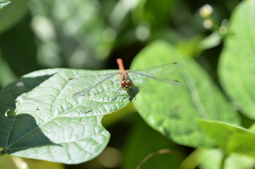 Dragonfly on the grass in the garden close up