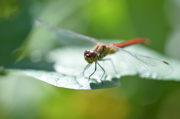 Dragonfly on the grass in the garden close up
