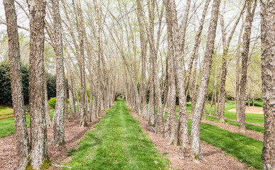 Fototapeta na wymiar Birch Trees in Spring