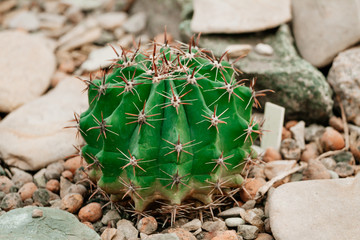 green cactus with sharp spines
