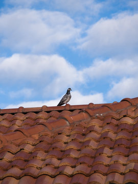 Pigeon Standing on The Roof