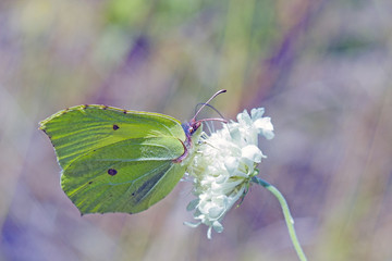 Light green butterfly Gonepteryx rhamni sitting on white flower. Butterfly Common brimstone is butterfly of Pieridae family feeding on white flower