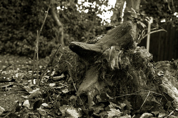 Uprooted Tree
