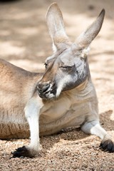kangaroo relaxing on ground in the sun