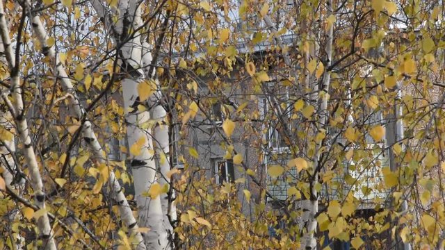The autumn birch branches