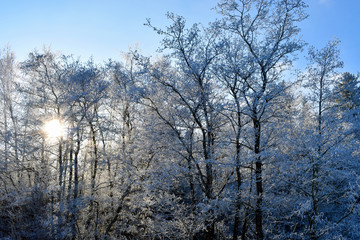 Trees with hoarfrost and rime with backlit. Cold day on November in Finland.