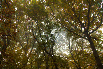 Forest Canopy in Light Mist
