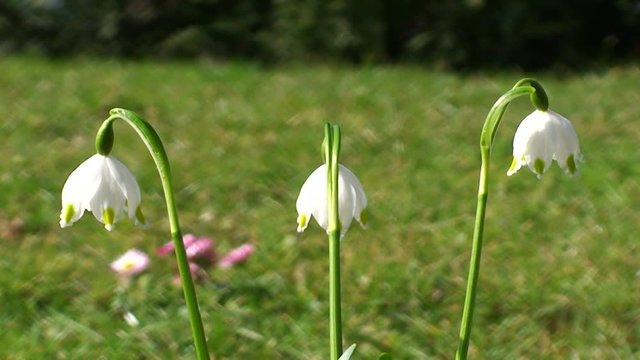Drei Fr&uuml;hlingsknotenblumen zittern im Wind