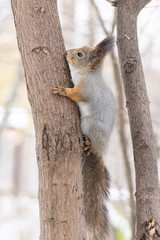 squirrel on a tree