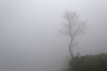 Un arbre solitaire dans la brume des montagnes