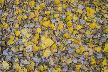 Poplar leaves background