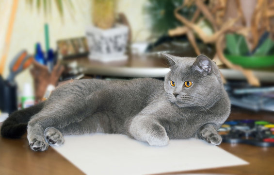 Cat painter