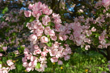 Beautiful pink aple tree in bloom 