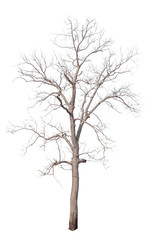 Dried tree on white background.