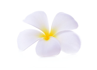 Fototapeta na wymiar White plumeria rubra flower