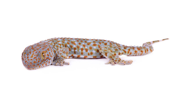  gecko