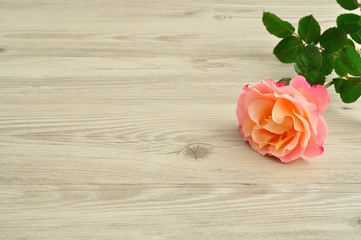 An orange rose isolated on a wooden background