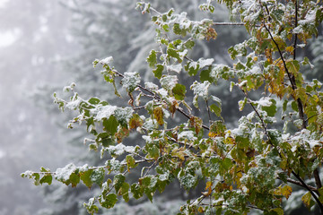 cold day in the snowy winter forest