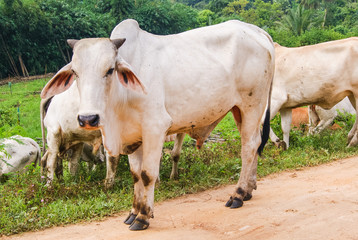 White Cow Grass Tree Nature
