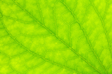 Leaf texture or leaf background for design with copy space for text or image.