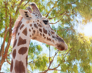 Giraffe in the trees in the sun
