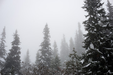 cold day in the snowy winter forest