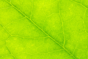 Obraz na płótnie Canvas Leaf texture or leaf background for design with copy space for text or image.
